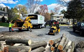 Professional Tree Removal and Landscaping Services in Princeton, WV